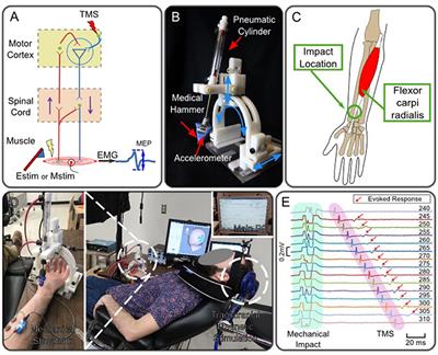 Statistical Inter-stimulus Interval Window Estimation for Transient Neuromodulation via Paired Mechanical and Brain Stimulation